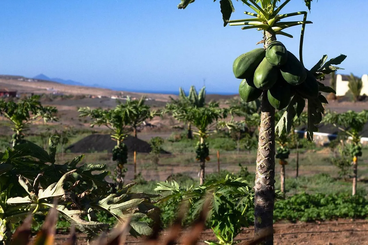 Holiday home Finca Arbequina Pajara
