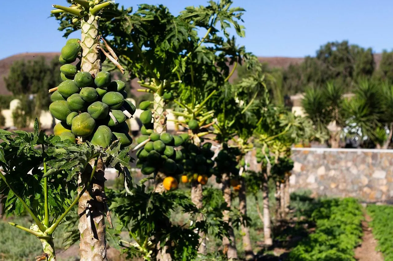 Finca Arbequina Pajara